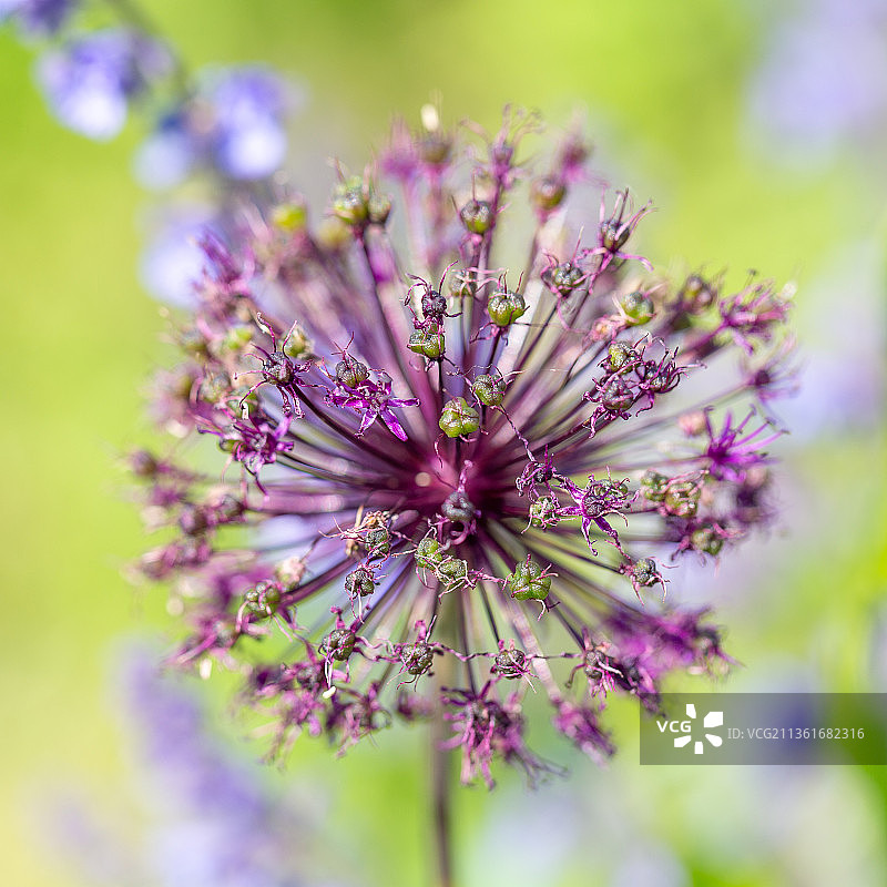 Verblht，紫色开花植物的特写图片素材