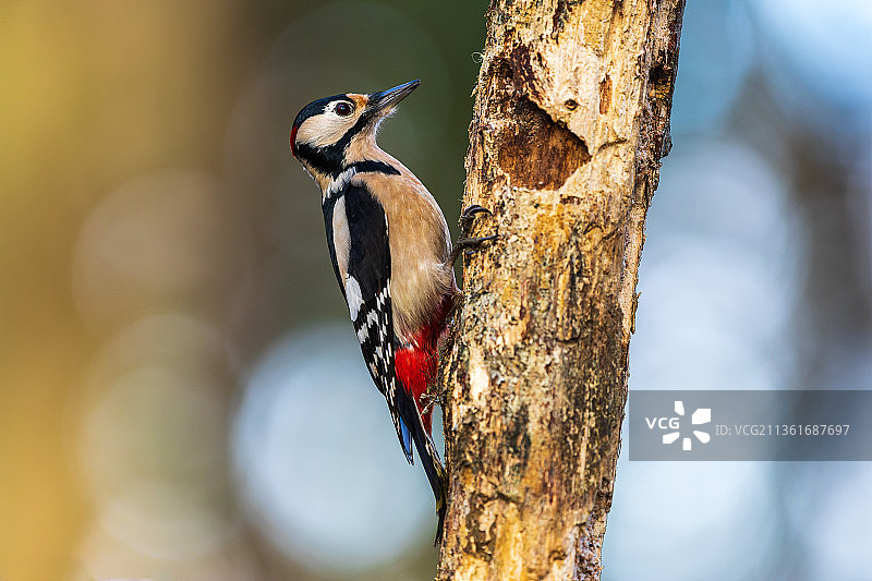 啄木鸟，啄木鸟栖息在树干上的特写图片素材