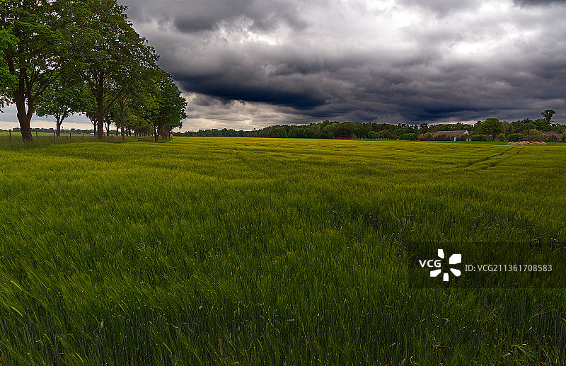 黑麦地，风景的田野反对多云的天空，波兰图片素材