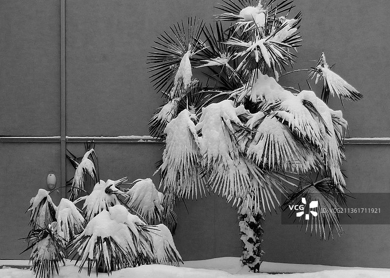 多雪的冬天对热带树木来说很艰难图片素材
