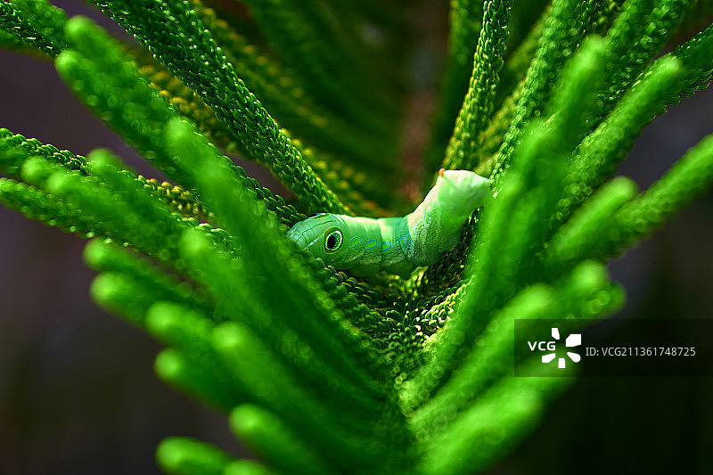 绿色蛇在植物上的特写图片素材