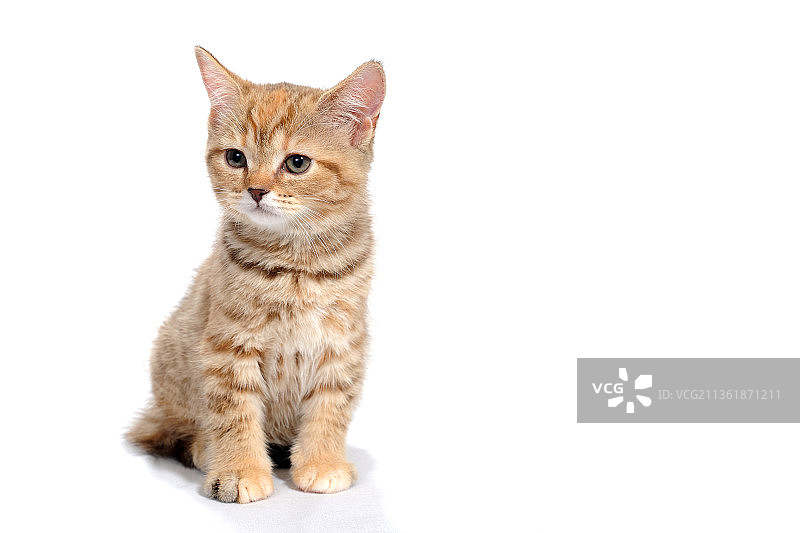 生姜纯种小猫坐在一个孤立的白色背景图片素材