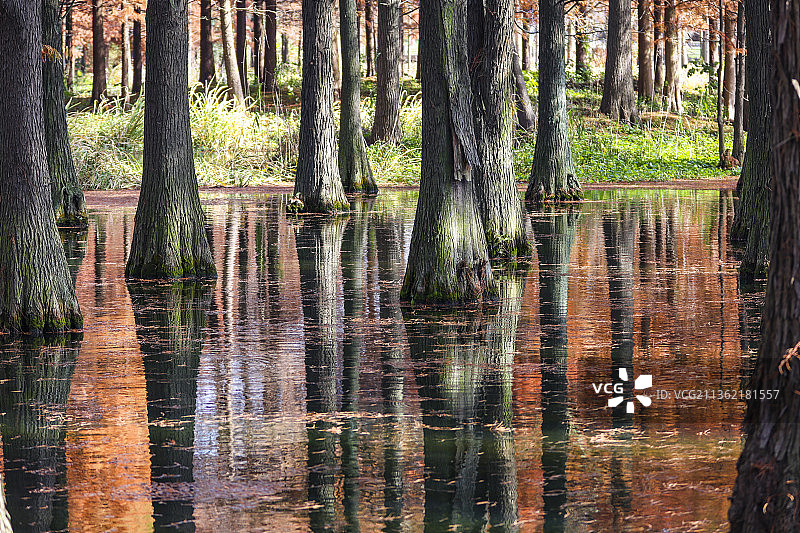 上海青西郊野公园水上森林水面倒影特写图片素材