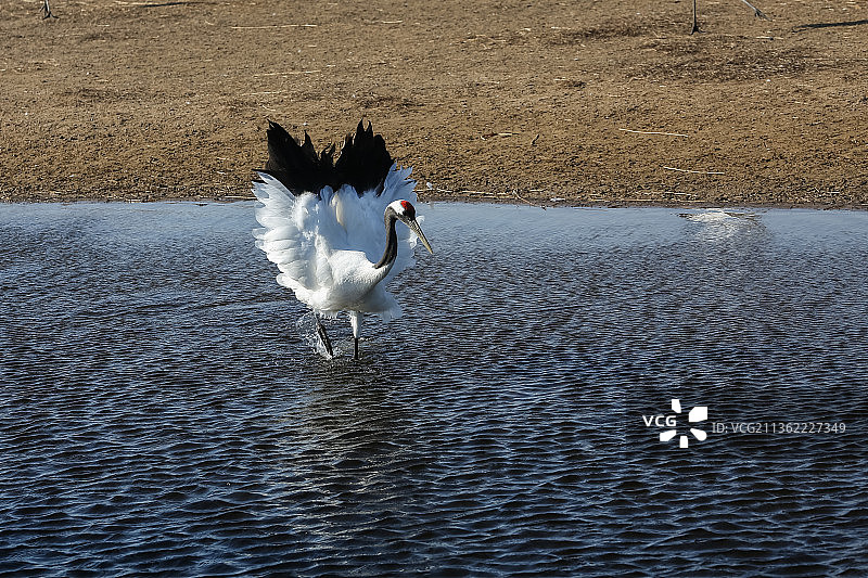 蓝色湖水中的丹顶鹤，黑龙江扎龙国家级自然保护区丹顶鹤图片素材