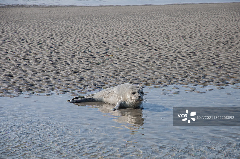 小海豹，北极熊在海中游泳的高角度视角，荷兰斯切尔蒙尼库格图片素材