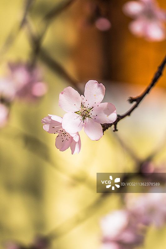 春天的咏叹调，粉红色樱花的特写图片素材
