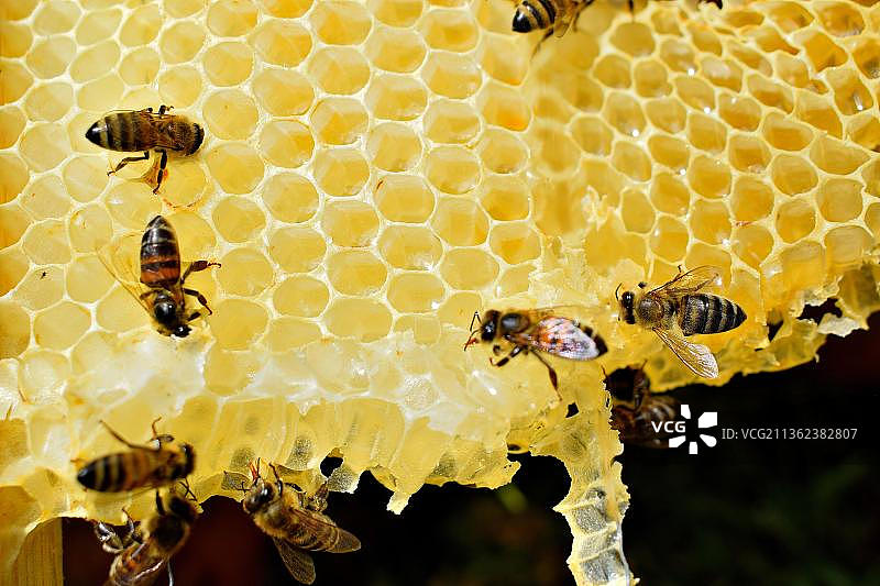 蜂巢，蜂巢上蜜蜂的特写镜头，保加利亚图片素材