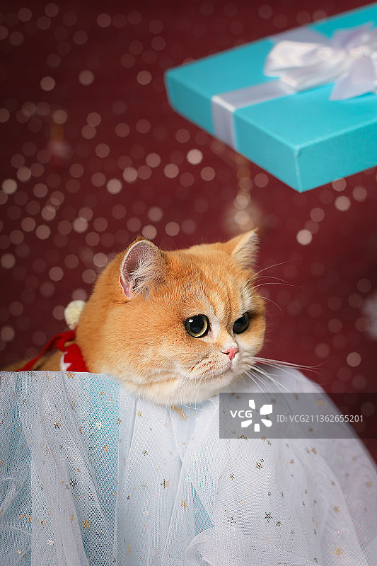 宠物猫金渐层的圣诞节肖像照图片素材
