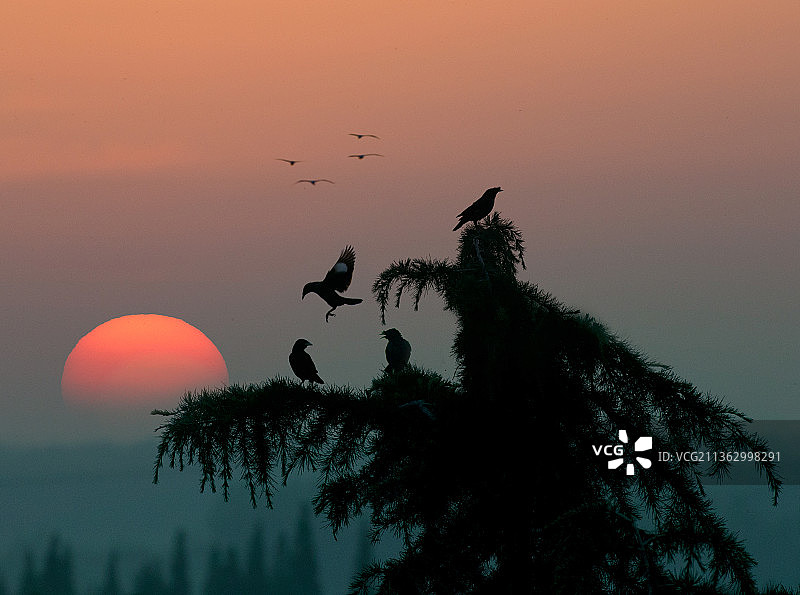 落日惊山鸟、白鹭图片素材
