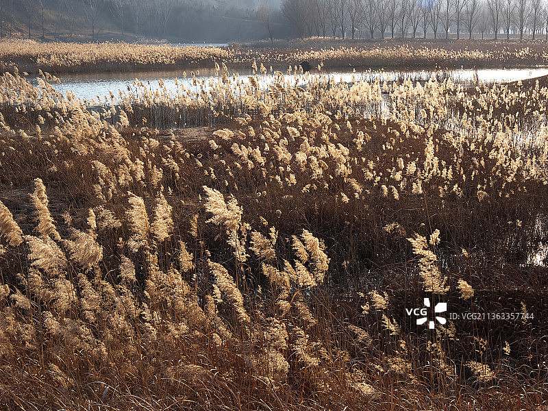 黄河湿地，郑州，荥阳，南水北调穿黄工程，芦苇，芦花图片素材