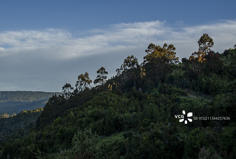 智利，拉各斯，奥索尔诺，天空映衬下的树木图片素材