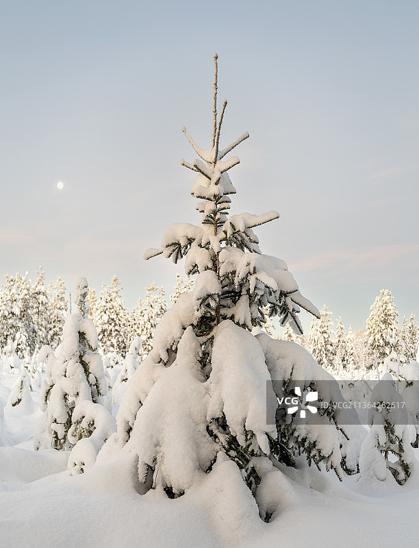 松树，树在雪覆盖的田野对着天空，拉皮，芬兰图片素材