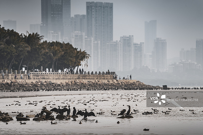 中国广东深圳湾迁徙鸟类图片素材