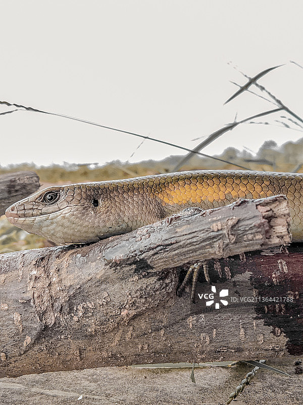 油蜥蜴，蜥蜴在天空衬托下的木头上的特写图片素材