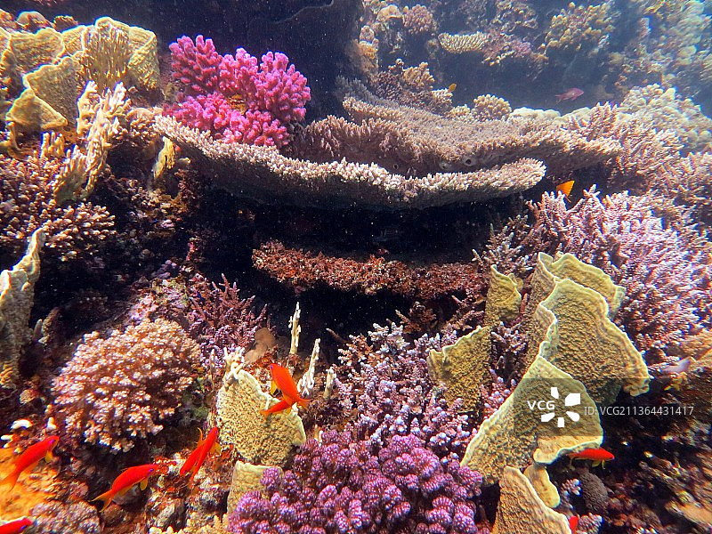 红海美丽的珊瑚礁，海中珊瑚的特写图片素材