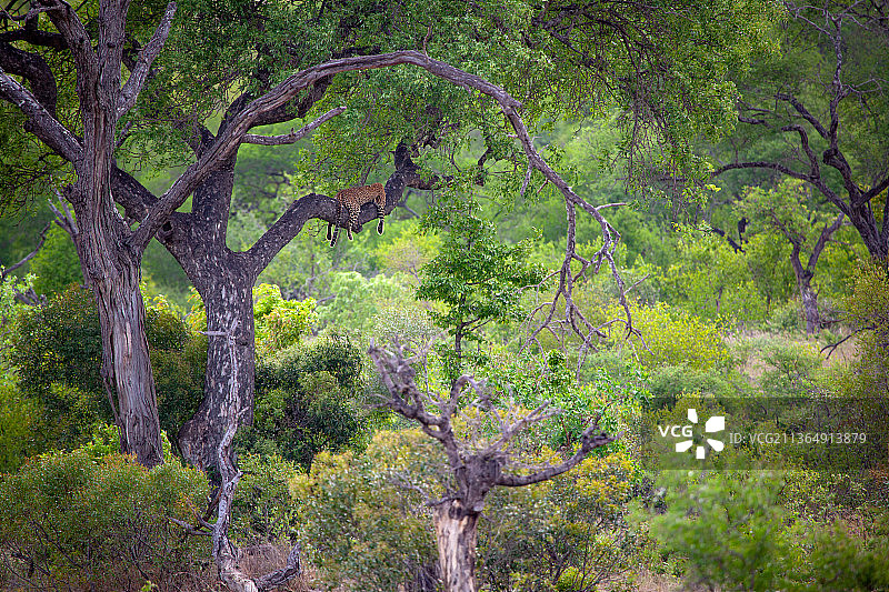 南非，Londolozi野生动物保护区。一只美洲豹，Panthera pardus，躺在一棵树的树枝上，背景是一片绿色图片素材