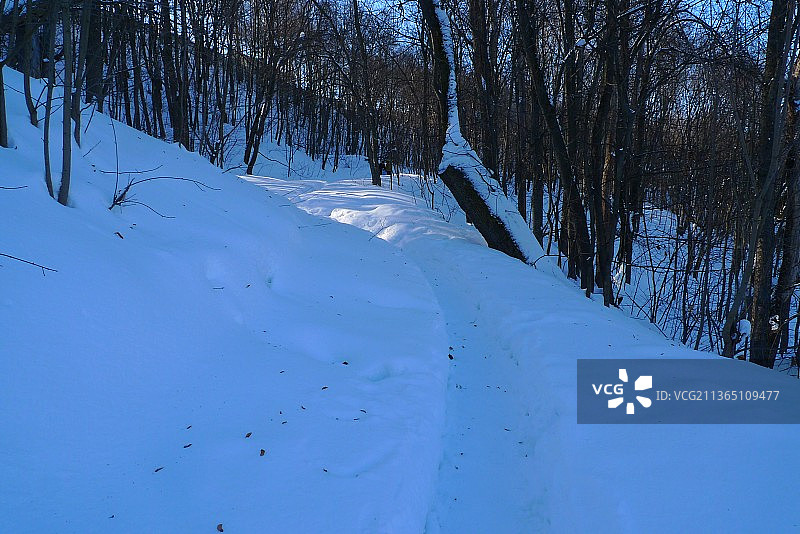 冰雪覆盖的田野上的树木，俄罗斯图片素材