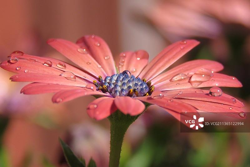 开普玛格丽特，湿粉红色花的特写，奥克兰，新西兰图片素材