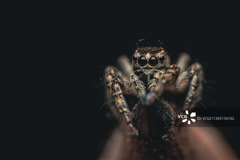蜘蛛在黑色背景上的特写，洛马斯德萨莫拉，布宜诺斯艾利斯省，阿根廷图片素材