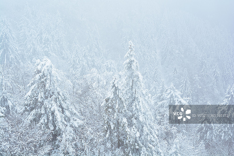 雪原森林，冬天鸟瞰森林中的松树，奥伯里德，德国图片素材