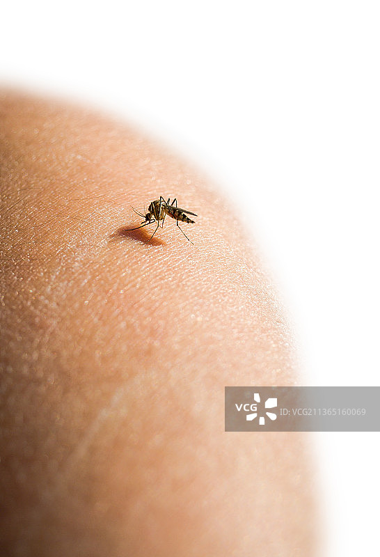 蚊子在人的肩膀上，在白色背景下昆虫在人的手指上的特写图片素材