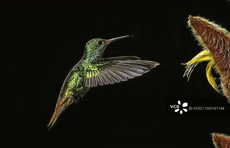 蜂鸟飞过黑色背景的特写，哥斯达黎加图片素材