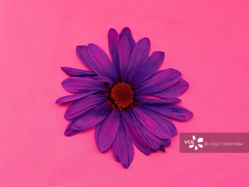 粉色背景上的粉色花朵的特写，韦恩堡，印第安纳州，美国，美国图片素材