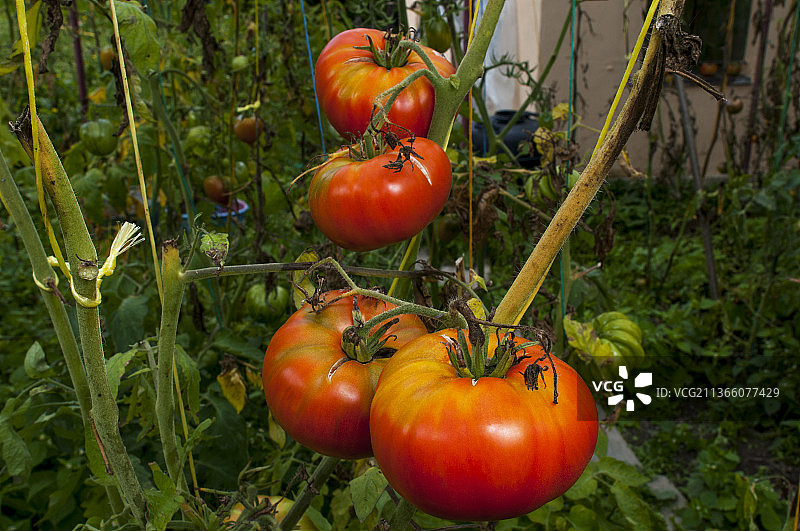 美味和红色的西红柿自然，西红柿生长在植物的特写图片素材