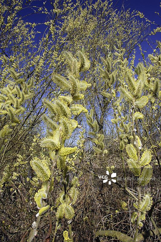 山羊柳(Salix caprea)柳絮，下萨克森州，柳树科，杨柳科，德国，欧洲图片素材