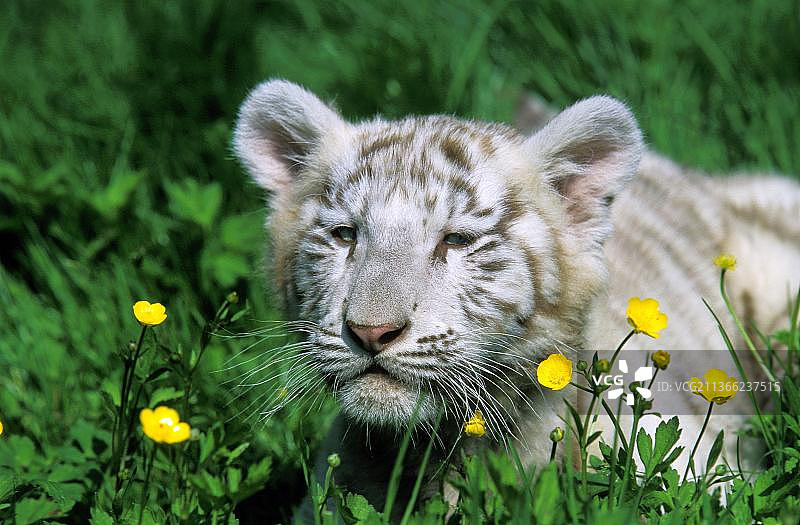 白虎(美洲虎)，花黄色的幼崽图片素材
