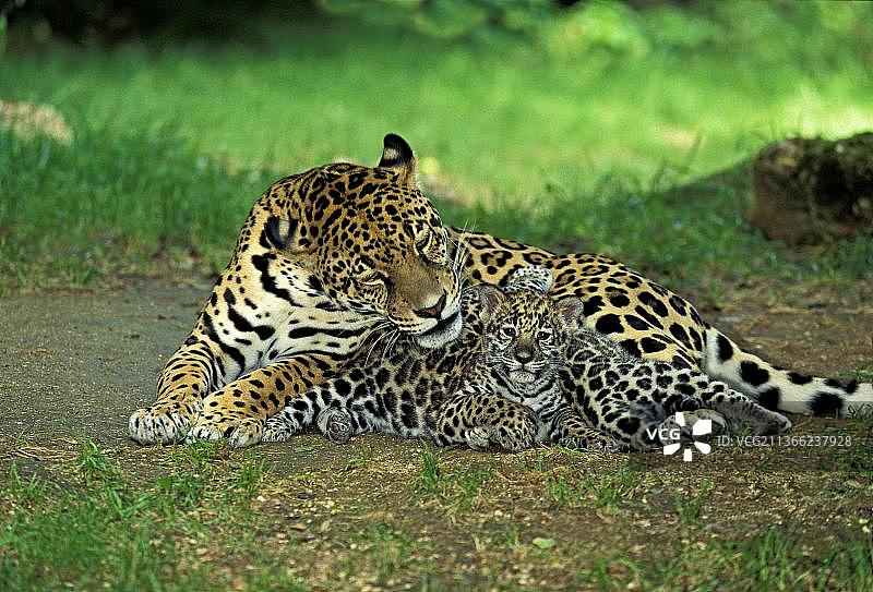 美洲虎(美洲豹)，母亲和孩子下蛋图片素材