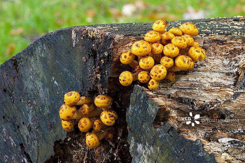 在诺丁汉郡的科伦伯公园，一棵被砍倒的树的残骸上生长着一种金色的鳞茎真菌的子实体图片素材
