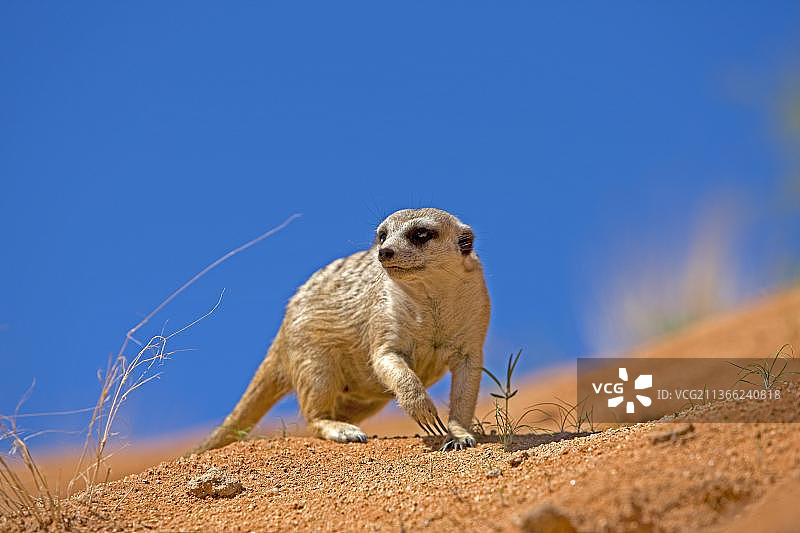MEERKAT （suricata suricata）， 纳米比亚图片素材