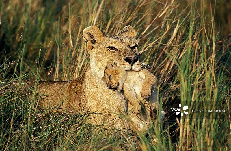 肯尼亚马赛马拉公园，母非洲狮(panthera leo)嘴里衔着幼崽图片素材