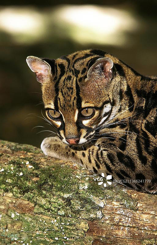 美洲豹威迪猫，成年头图片素材