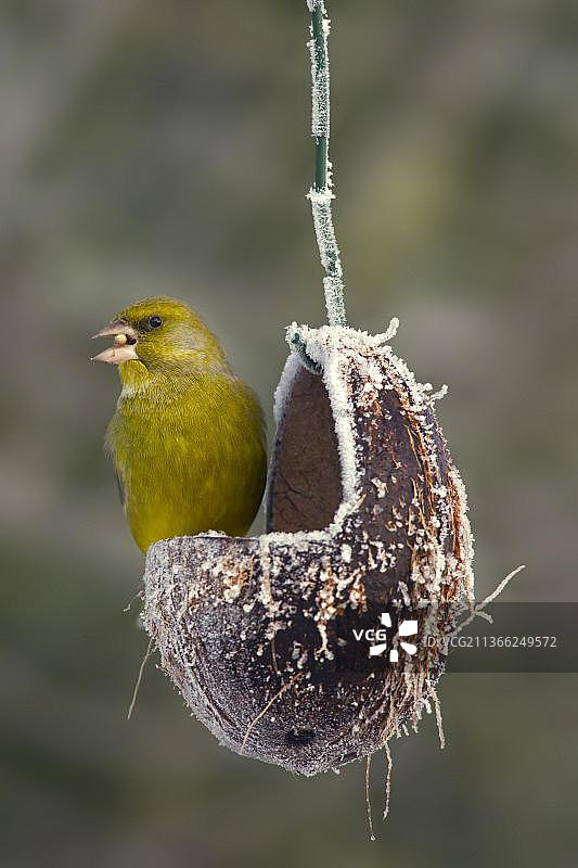 绿翅雀，鸟，鸟，雀，欧洲绿翅雀(花鸟)雄性吃种子在花园喂鸟图片素材