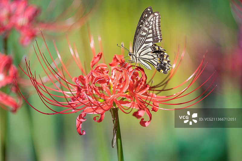 蝴蝶，蝴蝶在红花上授粉的特写图片素材