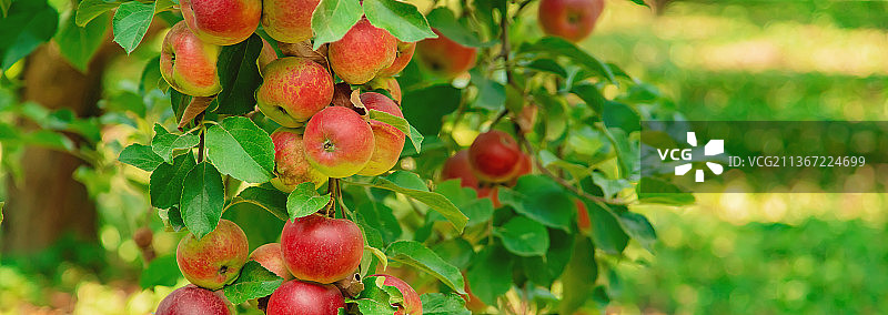 花园里树上的苹果选择性聚焦图片素材
