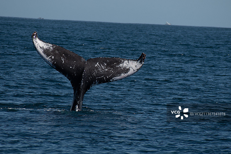 鲸鱼尾巴，高角度看海豚在海里游泳图片素材