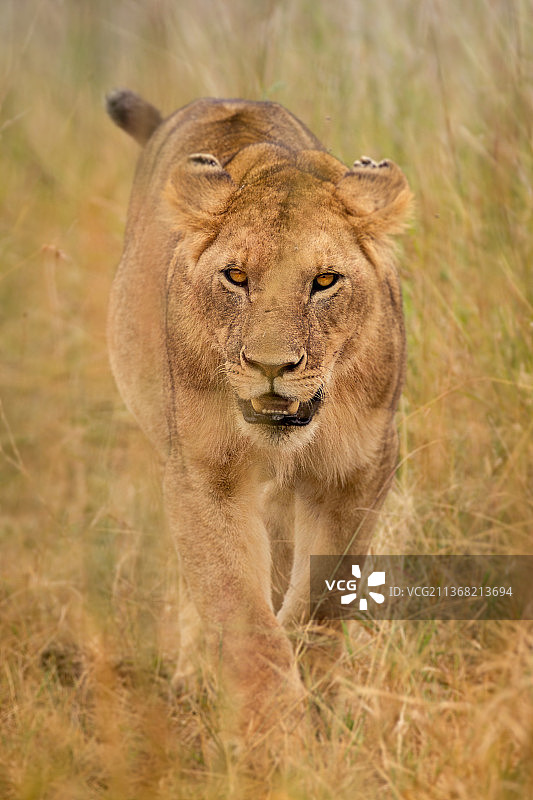 王子看着你，狮子的肖像，纳洛克县，肯尼亚图片素材