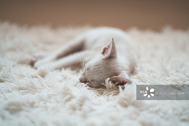 小白猫躺在白色的地毯上图片素材