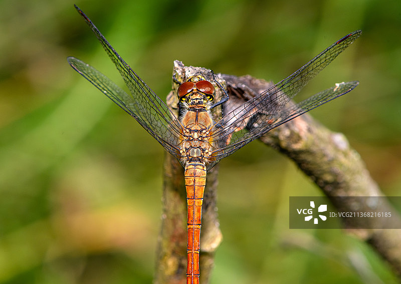 双点状双板蝶的背面，蜻蜓在植物上的特写，乌克兰扎卡尔帕蒂亚图片素材