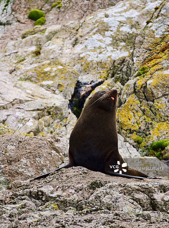 新西兰海豹，海豹在岩石上的特写图片素材