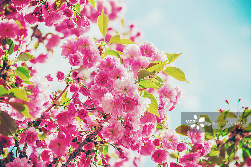 樱花在植物园中的选择性重点开花图片素材