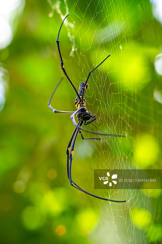 大黑蜘蛛在野外白天黑蜘蛛在笼子里图片素材
