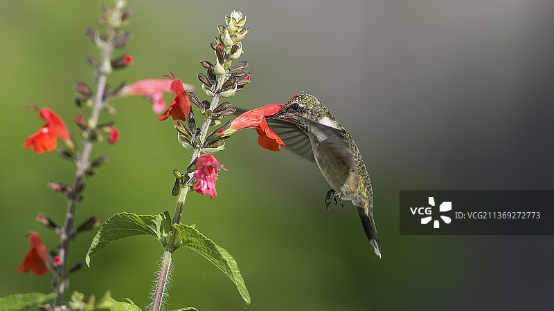 在鼠尾草的家，安纳蜂鸟在花上授粉的特写，高脊，密苏里，美国，美国图片素材