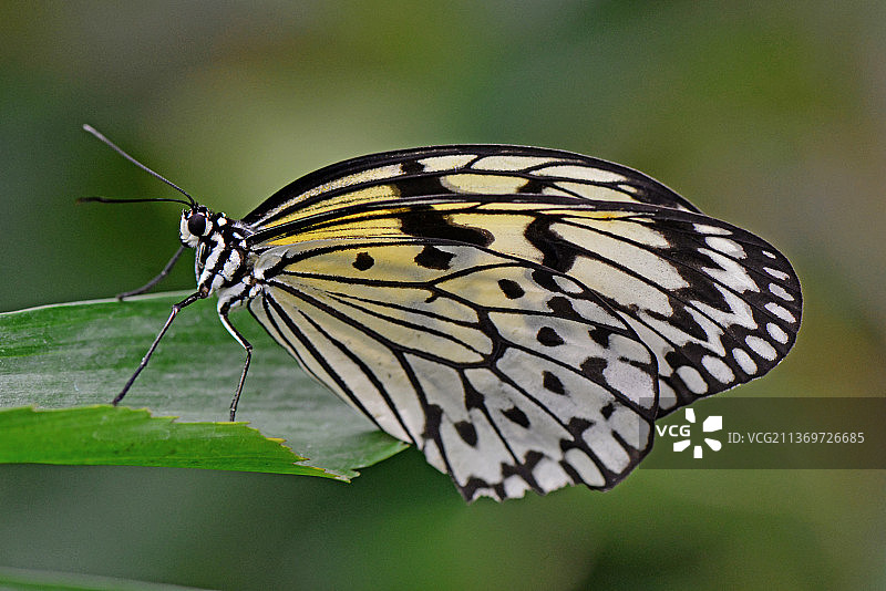 神奇的蝴蝶，蝴蝶在叶子上的特写，英国，英国图片素材