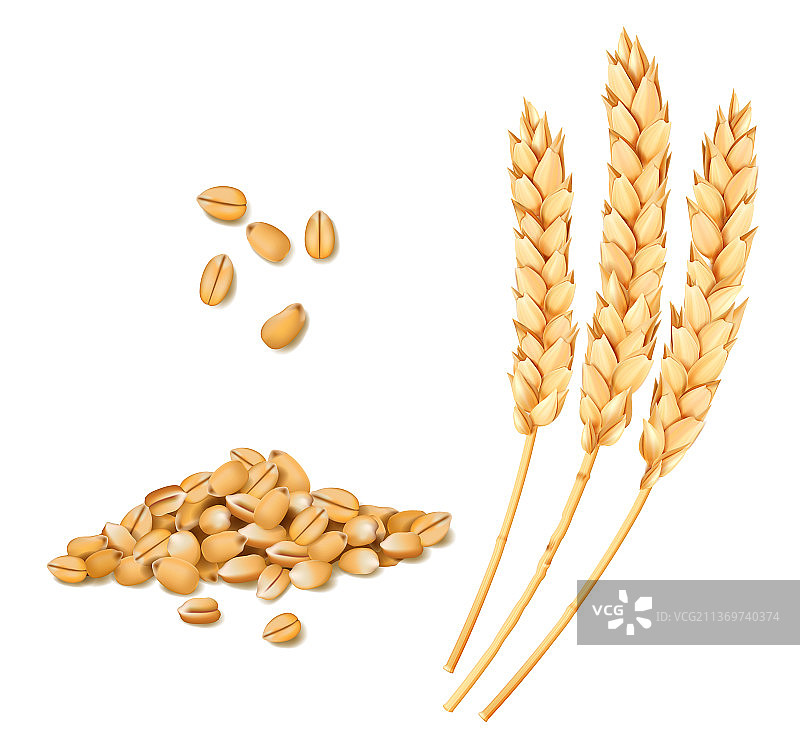 小麦，黑麦，燕麦和大麦现实穗状物图片素材