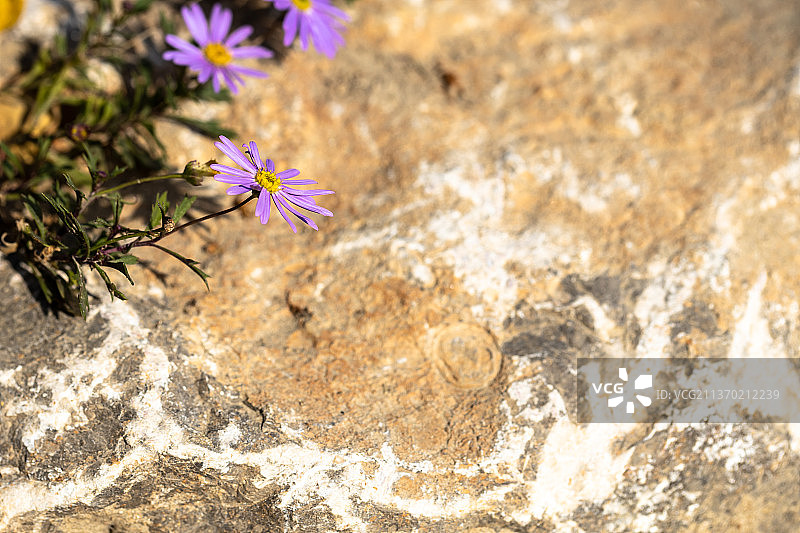 岩石旁盛开的紫色鹅河菊图片素材