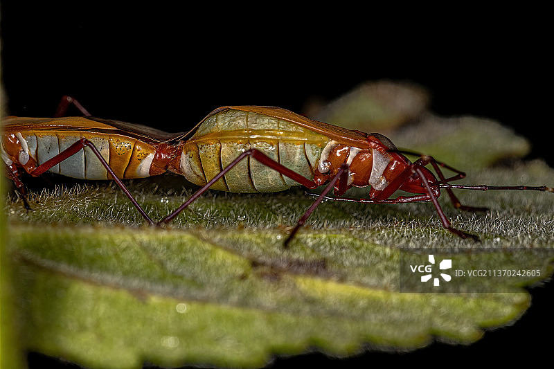 成人棉花染色虫，在黑色背景的叶片上昆虫的特写图片素材